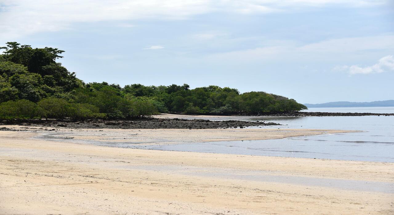 Raíces de Mangle